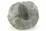 Phacopid (Adrisiops) Trilobite - Jbel Oudriss, Morocco #254771-3